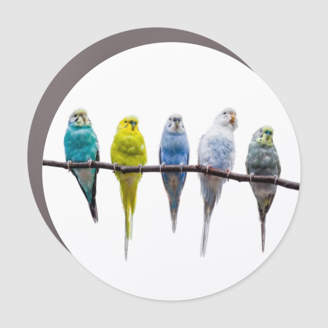Budgies Car Magnet (Front)