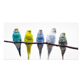 Budgies Card by PixLifeBirds at Zazzle