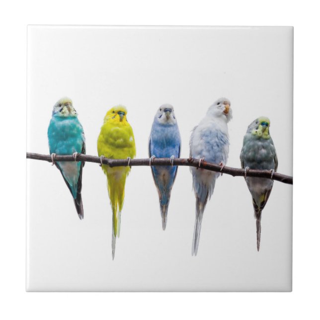 Budgies Ceramic Tile (Front)