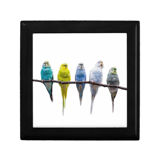 Budgies Gift Box (Front)