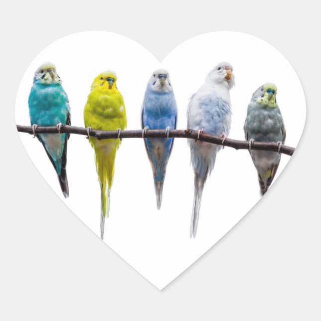 Budgies Heart Sticker (Front)