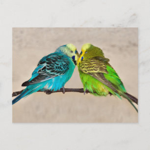 Budgies in Love Postcard