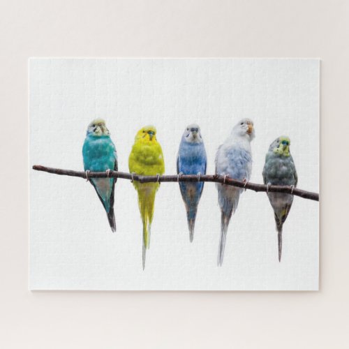 Budgies Jigsaw Puzzle