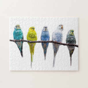 Budgies Jigsaw Puzzle