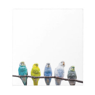 Budgies Notepad