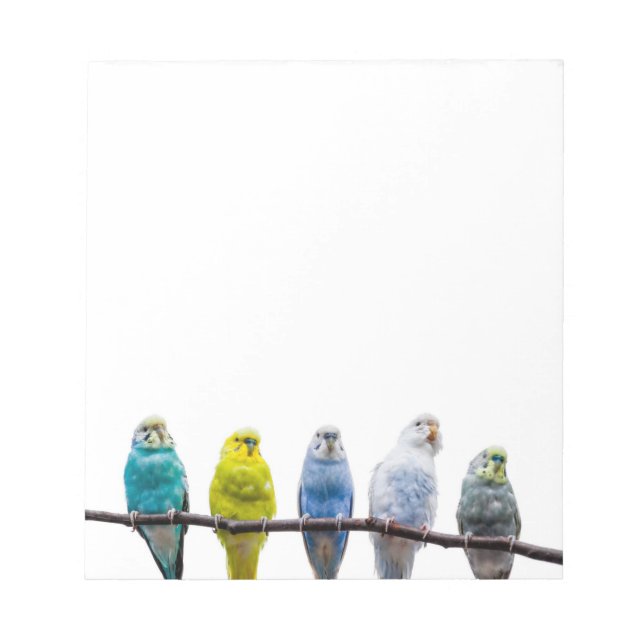 Budgies Notepad (Front)
