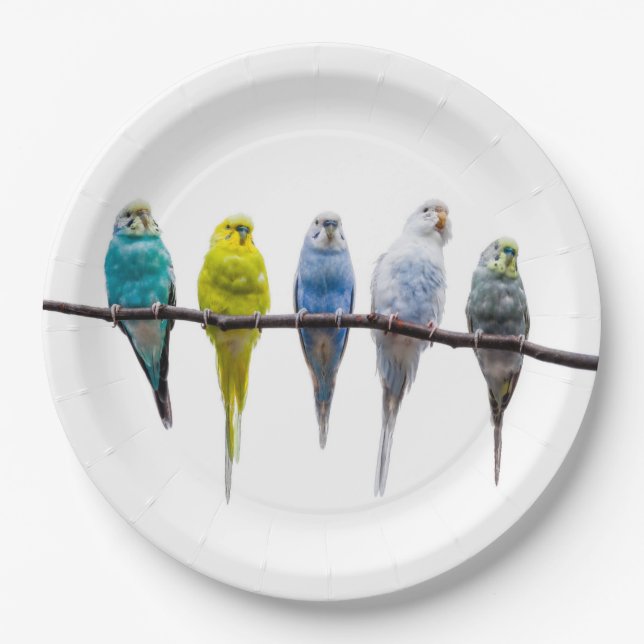 Budgies Paper Plates (Front)