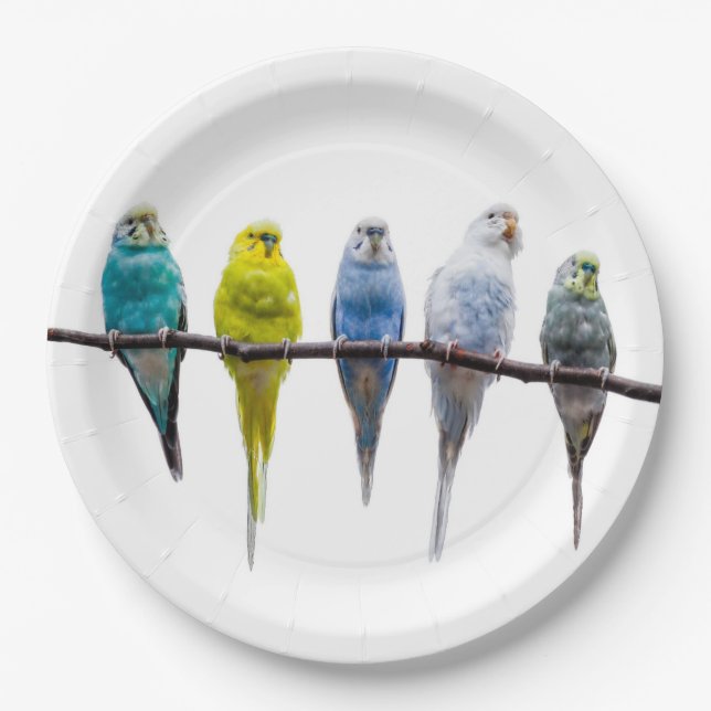 Budgies Paper Plates (Front)