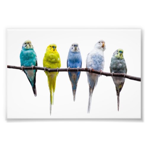 Budgies Photo Print