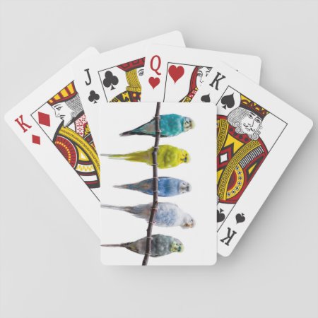 Budgies Playing Cards