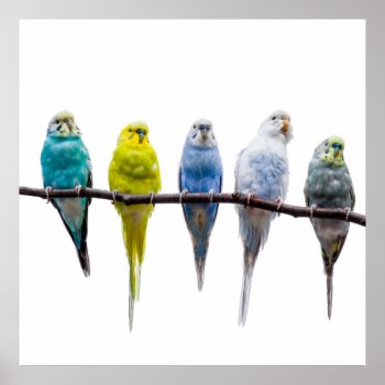 Budgies Poster by PixLifeBirds at Zazzle