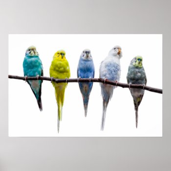 Budgies Poster by PixLifeBirds at Zazzle