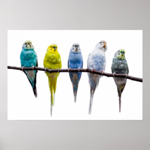 Budgies Poster