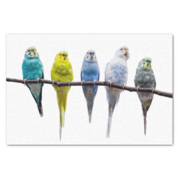 Budgies Tissue Paper by PixLifeBirds at Zazzle