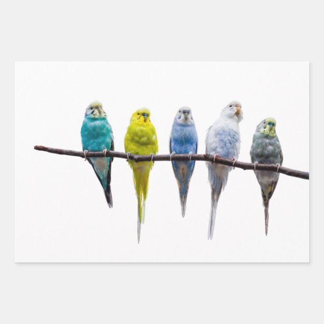 Budgies Wrapping Paper Sheets (Front)