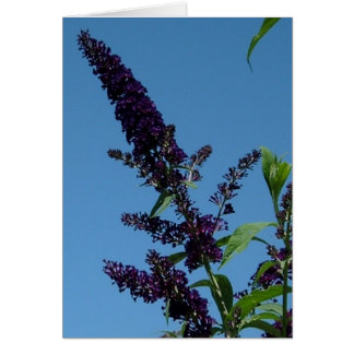 budlia 001 cards