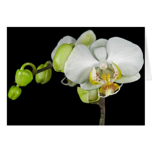 Buds And Blossoms Cards (Front Horizontal)