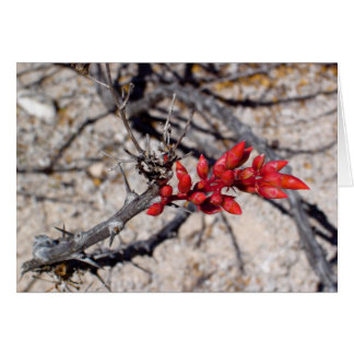 Buds Cards