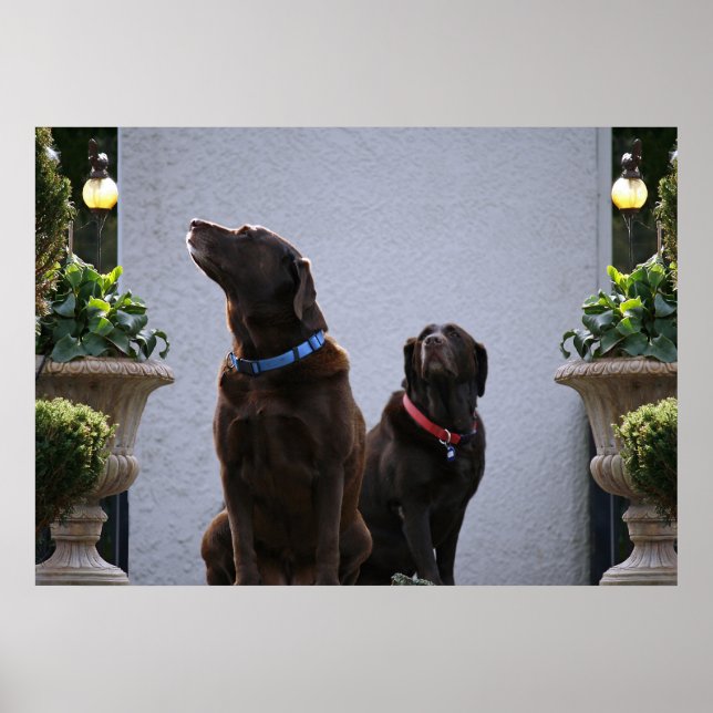 "Buds", Chocolate Labs Poster (Front)