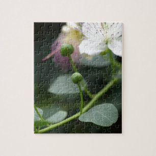 Buds of the caper bush, Capparis spinos. Jigsaw Puzzle