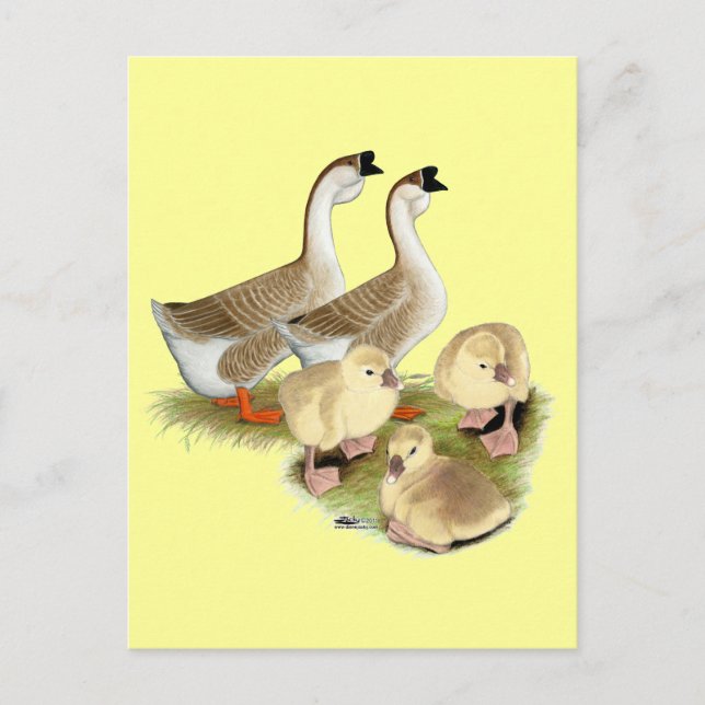 Buff African Goose Family Postcard (Front)