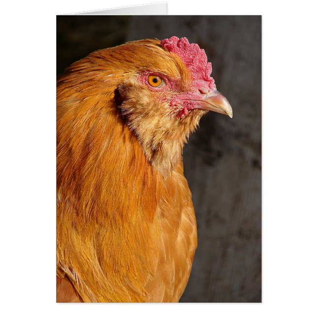 Buff Ameraucana Rooster All Occasions Cards (Front)