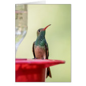 Buff-bellied hummingbird in Texas (Front)