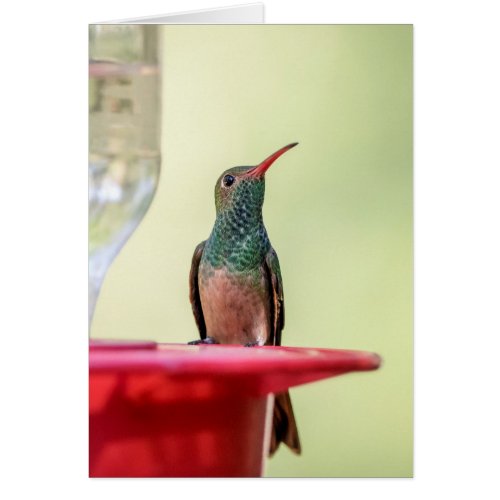 Buff_bellied hummingbird in Texas