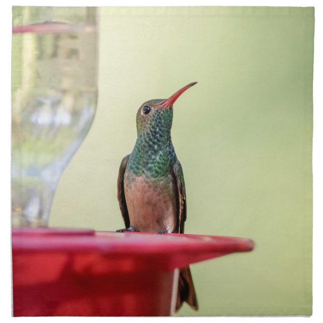 Buff-bellied hummingbird in Texas Cloth Napkin (Front)