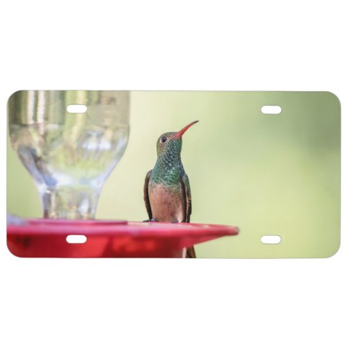 Buff_bellied hummingbird in Texas License Plate