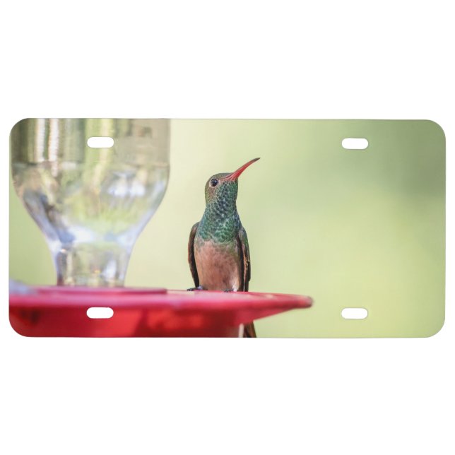 Buff-bellied hummingbird in Texas License Plate (Front)
