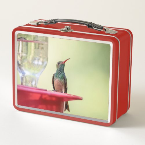 Buff_bellied hummingbird in Texas Metal Lunch Box