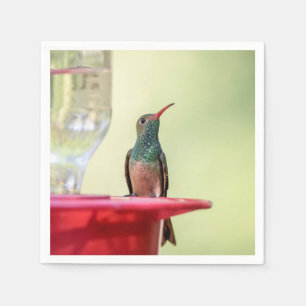 Buff-bellied hummingbird in Texas Napkins