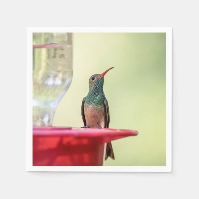 Buff-bellied hummingbird in Texas Napkins (Front)