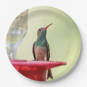 Buff-bellied hummingbird in Texas Paper Plates