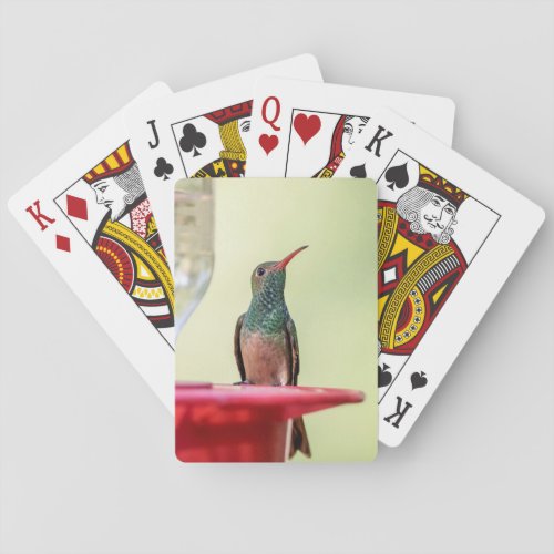 Buff_bellied hummingbird in Texas Poker Cards