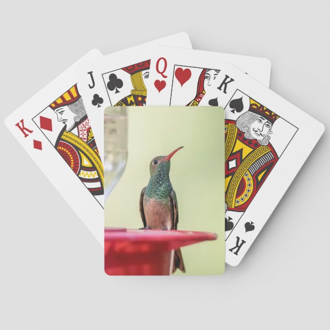 Buff-bellied hummingbird in Texas Poker Cards (Back)
