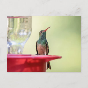 Buff-bellied hummingbird in Texas Postcard