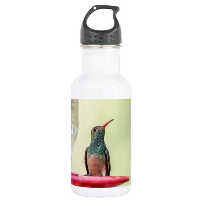 Buff-bellied hummingbird in Texas Stainless Steel Water Bottle (Front)