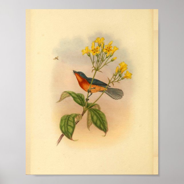 Buff Bellied Red Fantail Flycatcher Bird Print (Front)
