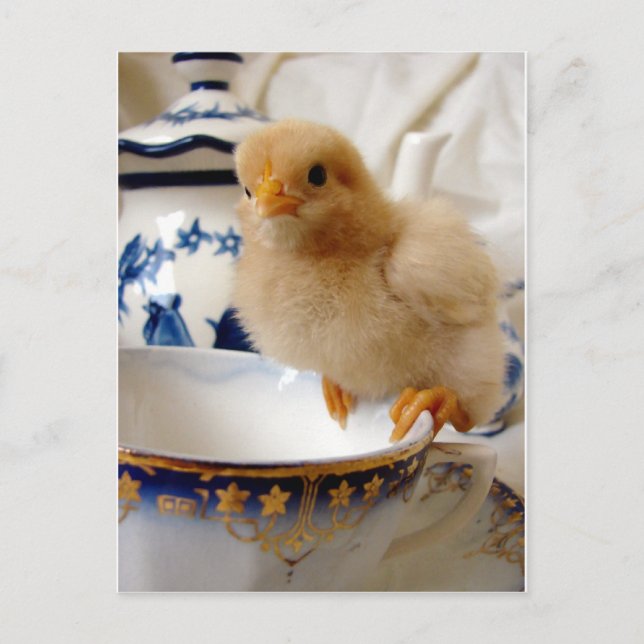 Buff Chick At Tea Postcard (Front)