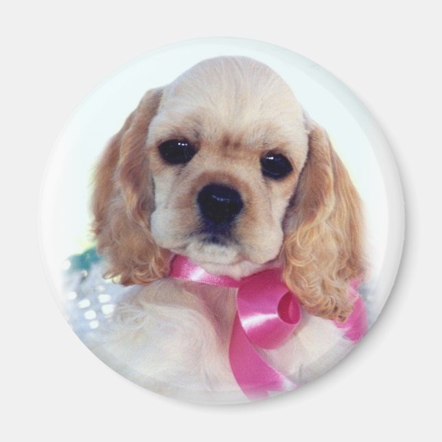 Buff Cocker puppy magnet (Front)