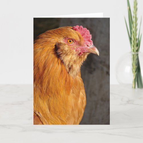 Buff Easter Egger Rooster All Occasions Greeting  Holiday Card