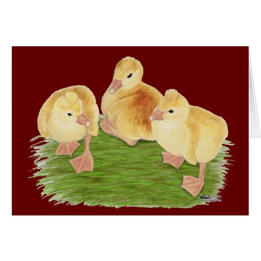 Buff Goslings Tufted Cards (Front Horizontal)