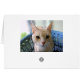 Buff Oriental Shorthair Cat Cards (Back Horizontal)