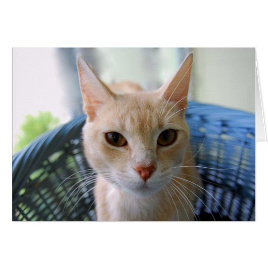 Buff Oriental Shorthair Cat Cards (Front Horizontal)