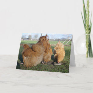 Buff orpington chickens . card