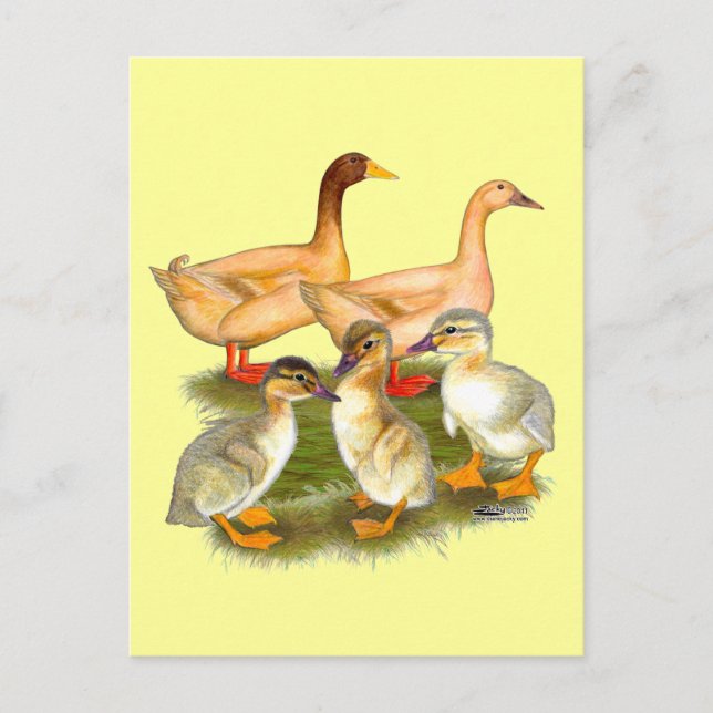 Buff Orpington Duck Family Postcard (Front)