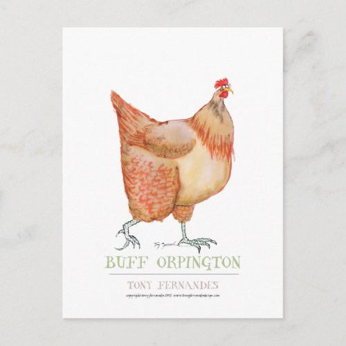 Buff Orpington hen tony fernandes Postcard