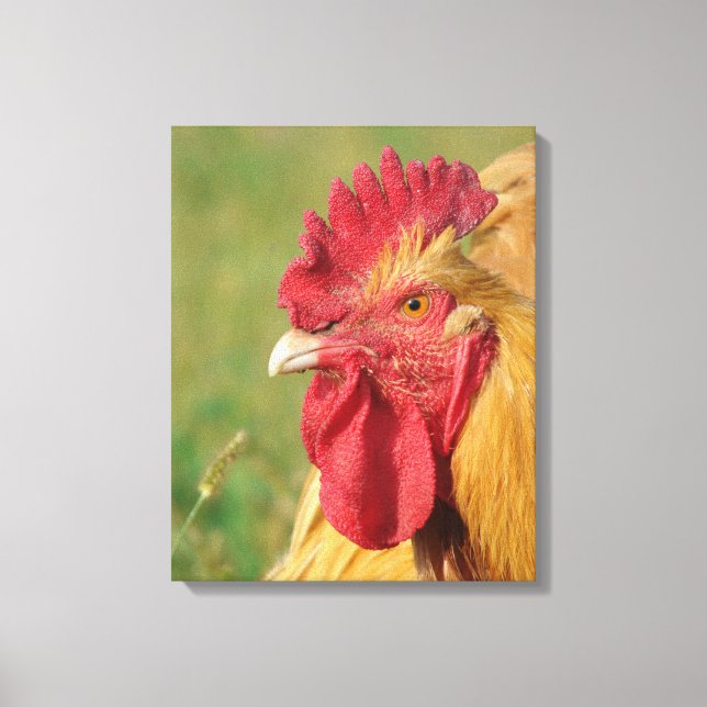 Buff Orpington Rooster Canvas Print (Front)